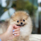 Bonnie - Pomeranian (Orange)