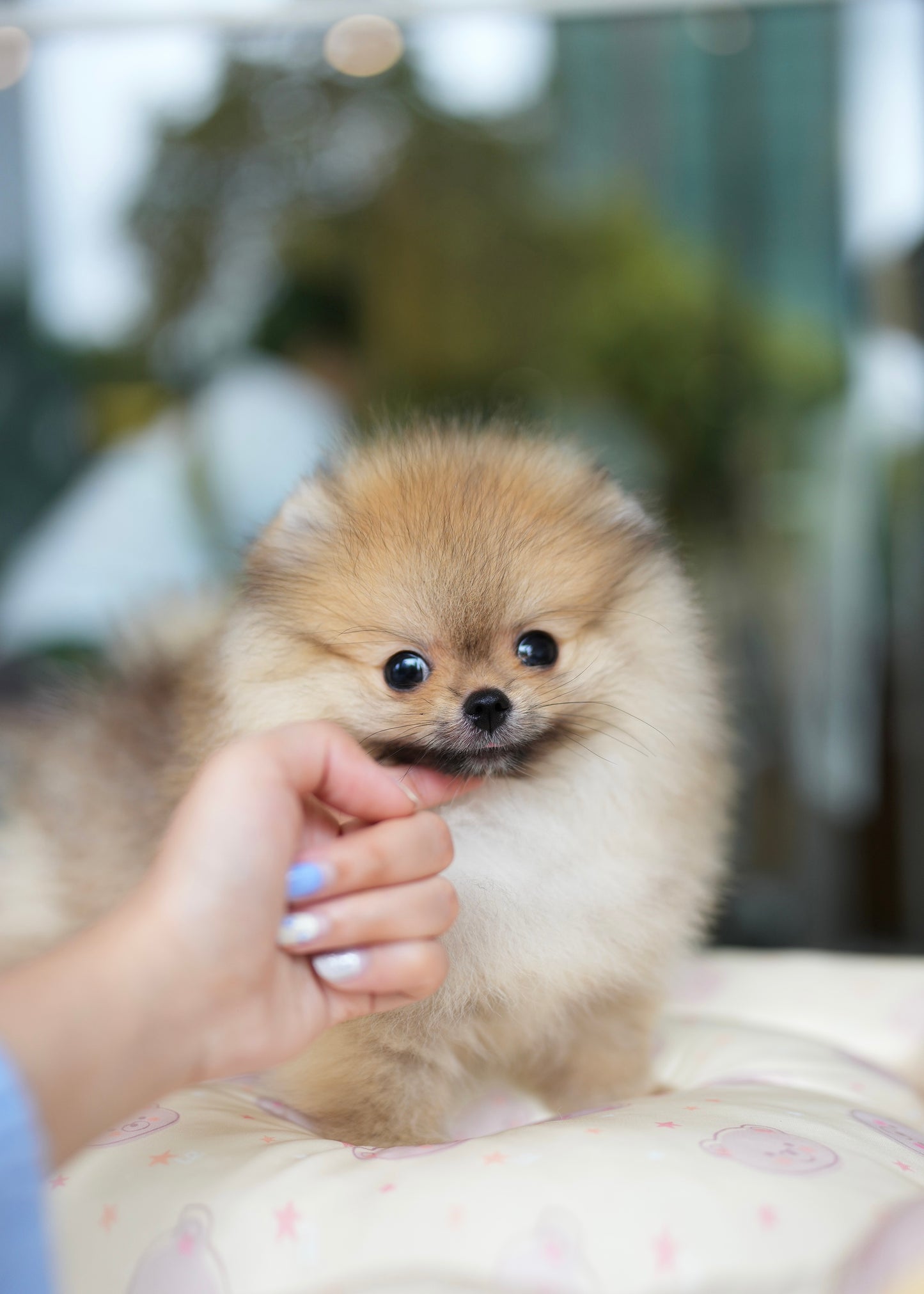 Bonnie - Pomeranian (Orange)