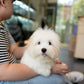 Bruno - Coton de Tulear (White)