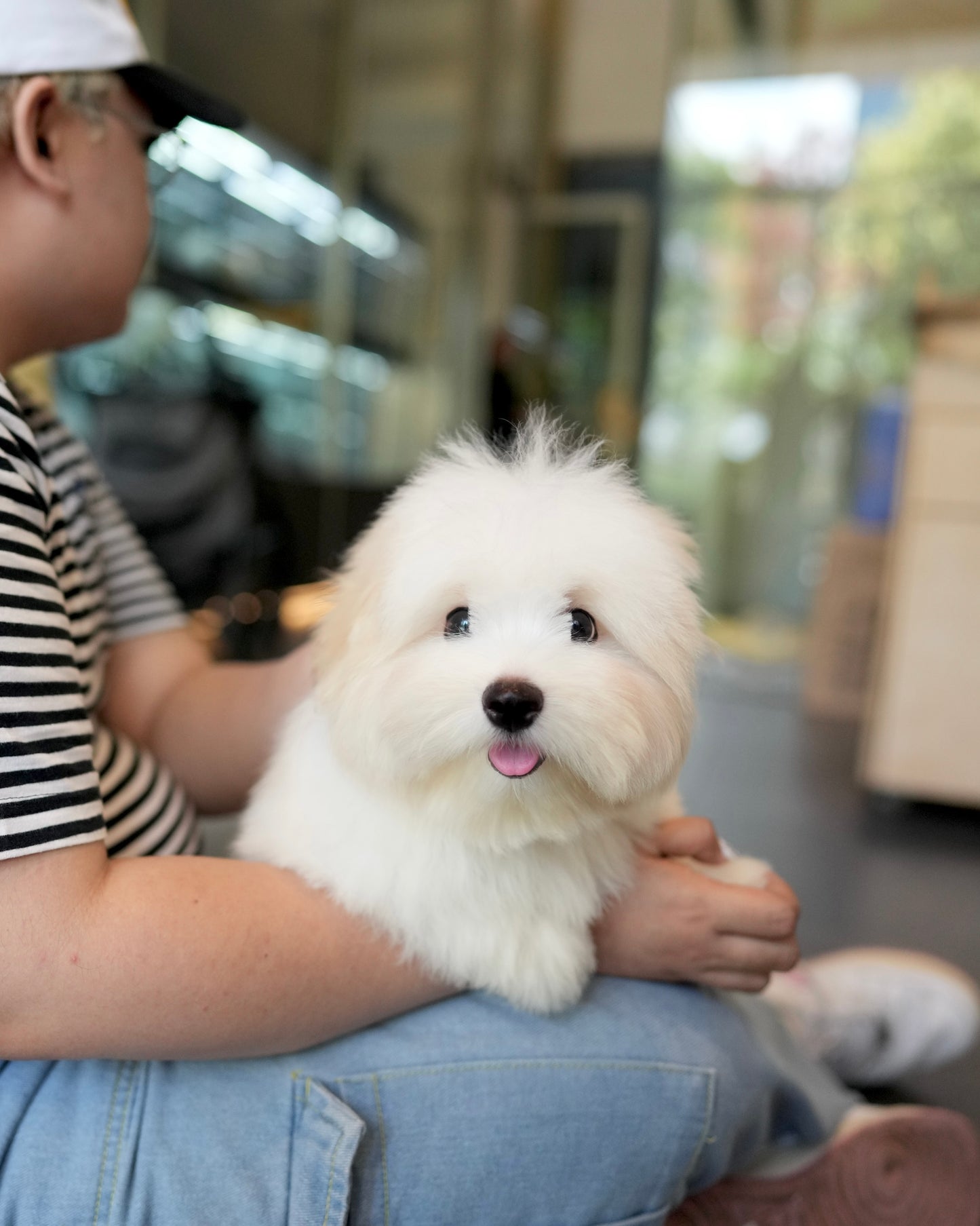 Bruno - Coton de Tulear (White)