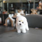 Callie - Coton de Tulear (White)
