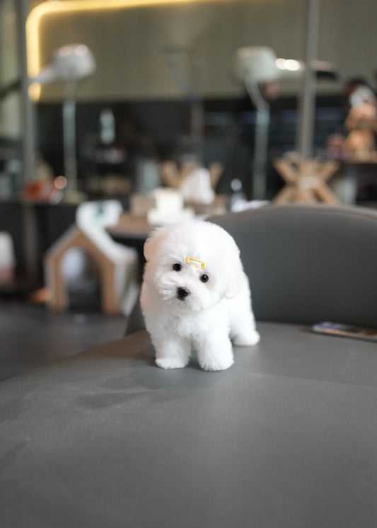 Callie - Coton de Tulear (White)