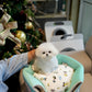 Olyn - Mini Bichon (White)