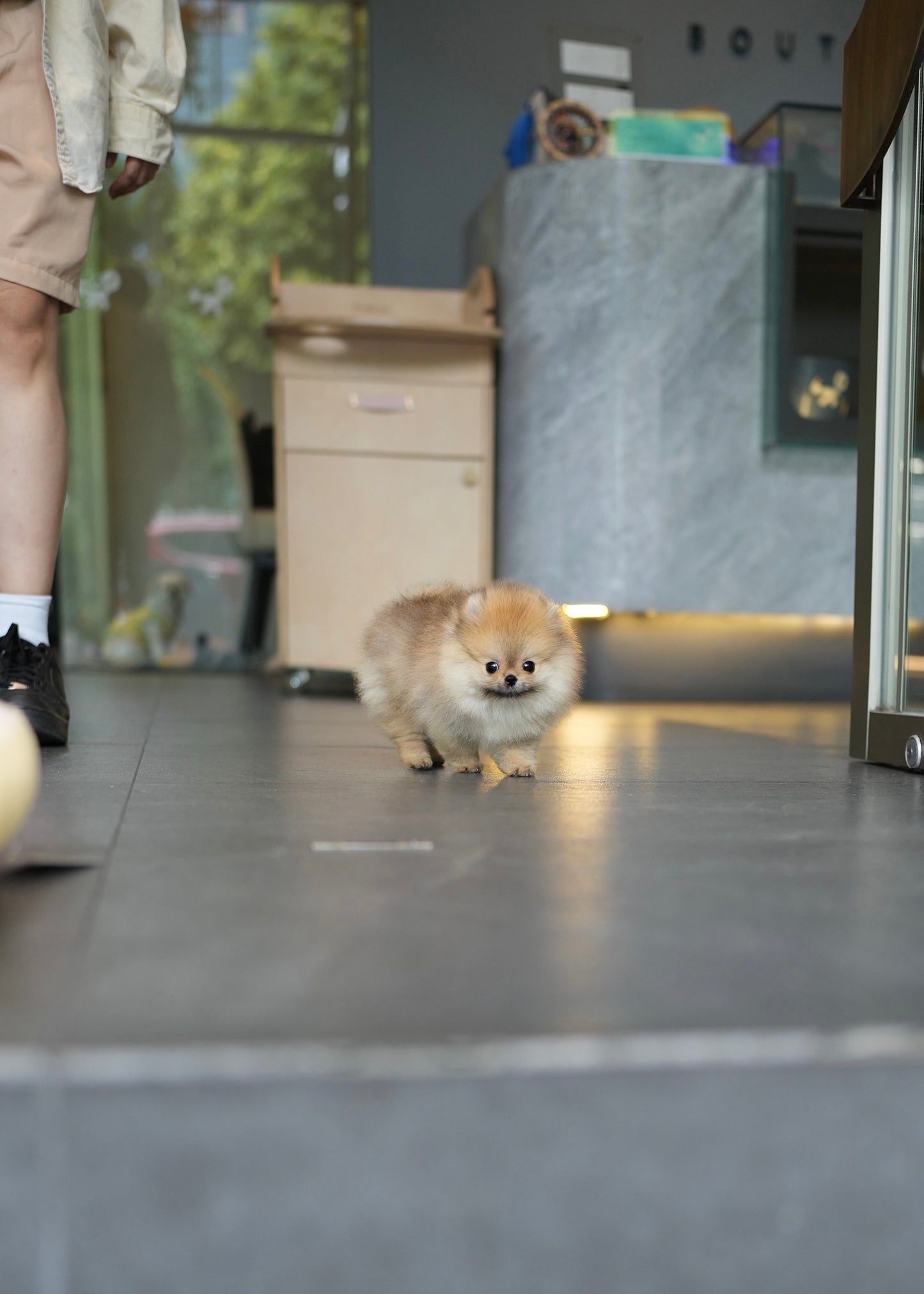 Bonnie - Pomeranian (Orange)