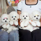 Ariana - Coton de Tulear (White)