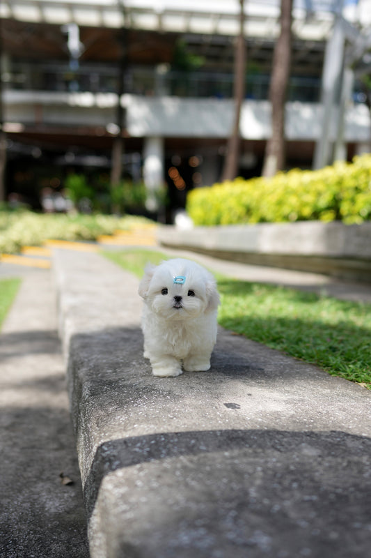 Liam - Maltese (White)