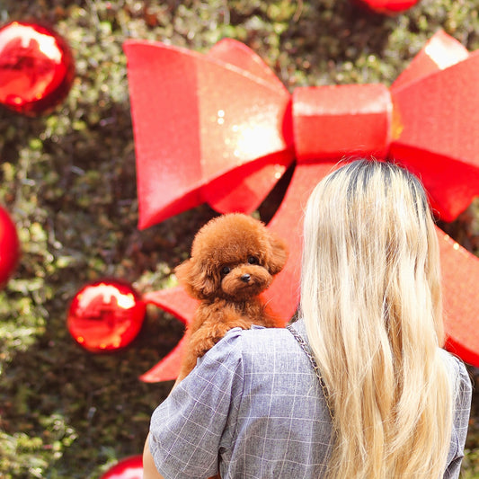 Teddy - Tiny Poodle (Red)