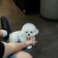 Snowy - Micro Bichon (White)