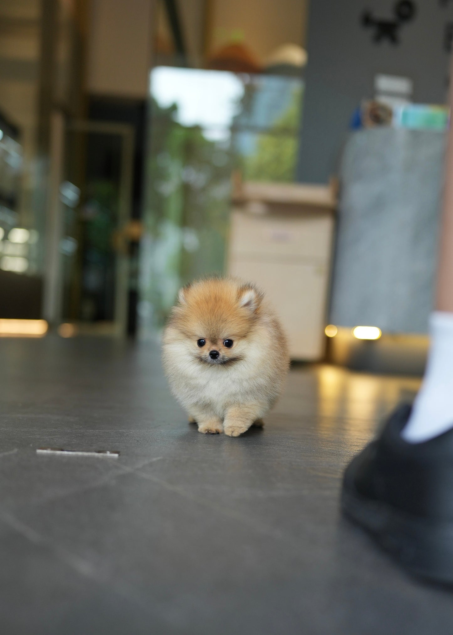 Bonnie - Pomeranian (Orange)