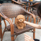 Tiny Poodle - Bobbi (Brown)