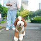 Milo - Giant Poodle (Brown & White)