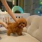 Fatima - Tiny Poodle (Red)