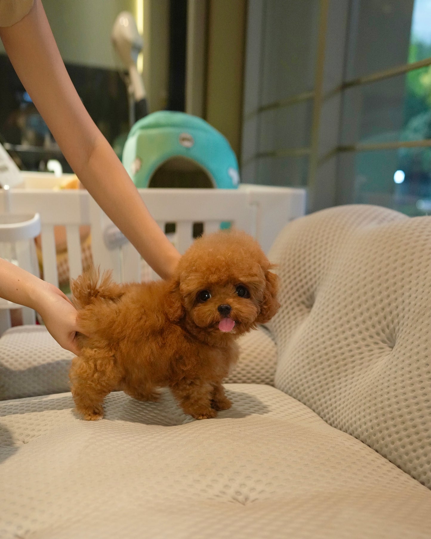 Fatima - Tiny Poodle (Red)