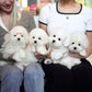 Ariana - Coton de Tulear (White)