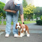 Milo - Giant Poodle (Brown & White)