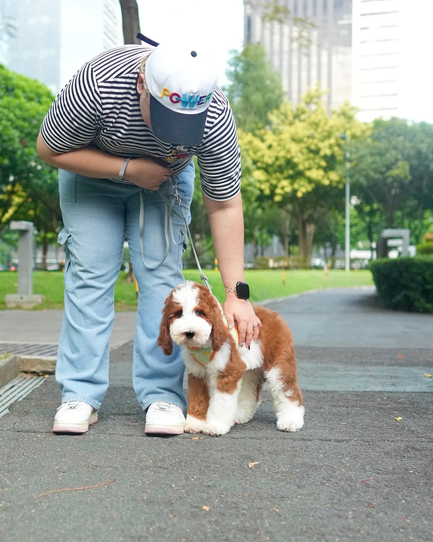 Milo - Giant Poodle (Brown & White)