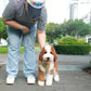 Milo - Giant Poodle (Brown & White)