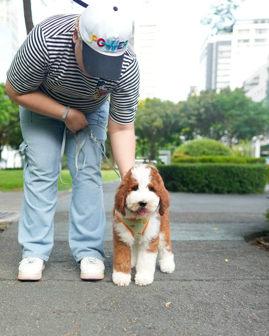 Piper - Giant Poodle (Brown & White)