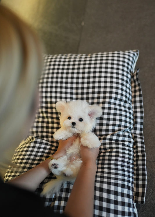 Kian - Mini Bichon (White)