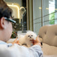 Olyn - Mini Bichon (White)