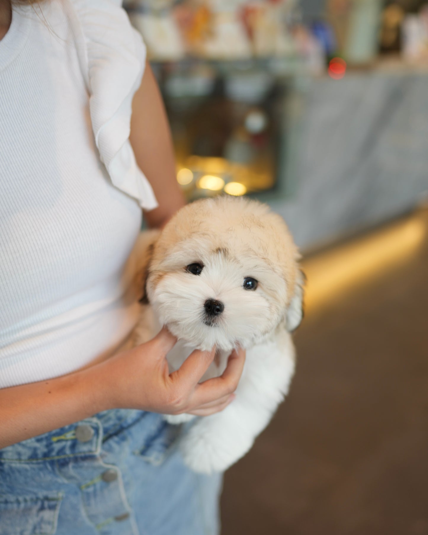Keanu - Coton de Tulear (Parti)
