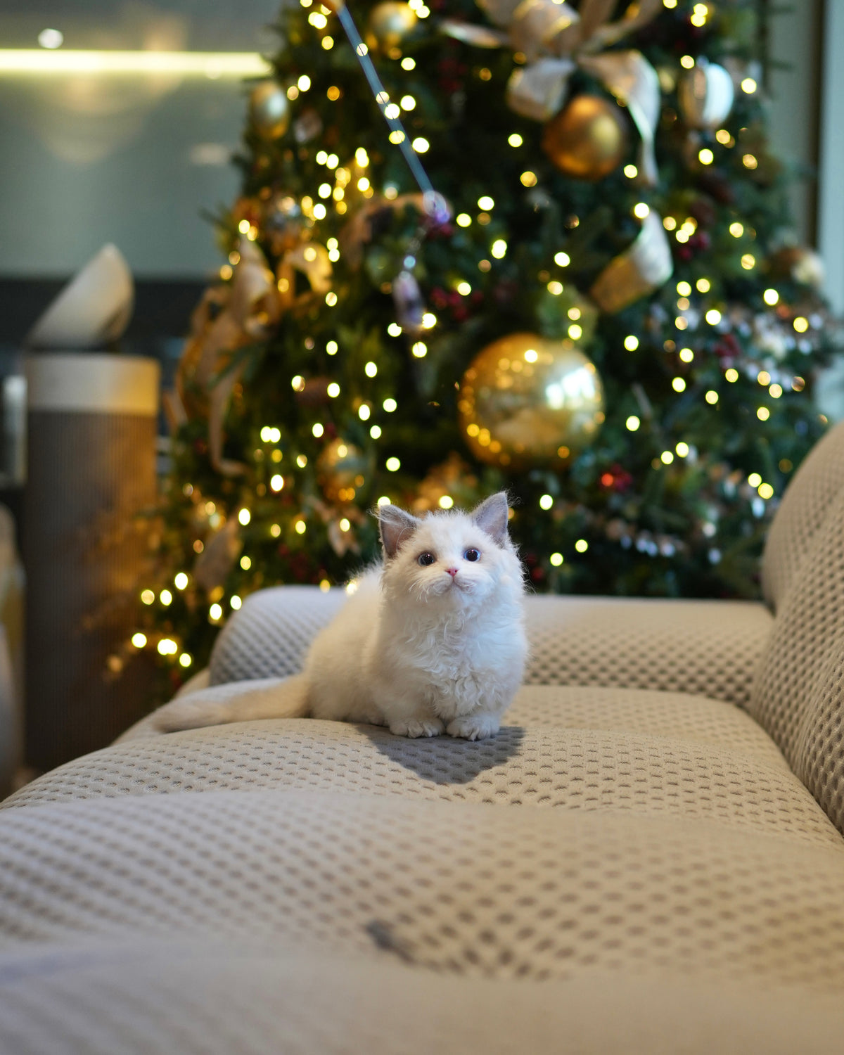 Aliah - Selkirk Munchkin (Silver & White)