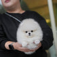 Zarry - Pomeranian (White)