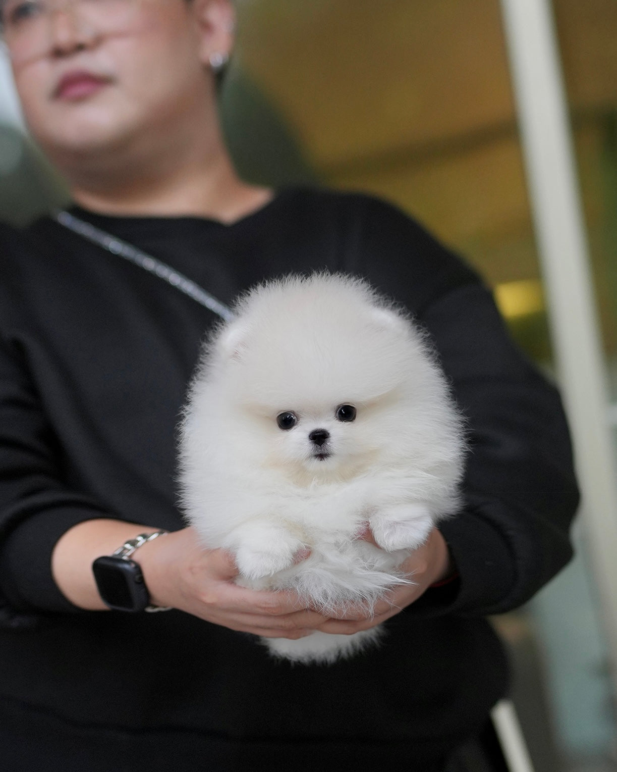 Zarry - Pomeranian (White)