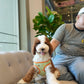Milo - Giant Poodle (Brown & White)