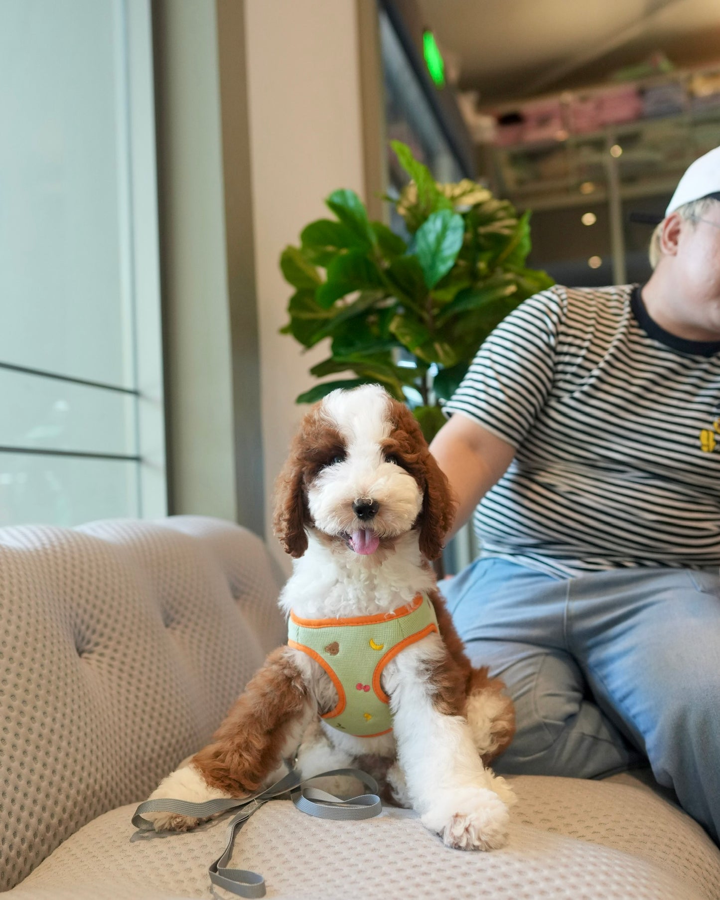 Milo - Giant Poodle (Brown & White)