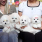 Ariana - Coton de Tulear (White)