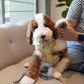 Milo - Giant Poodle (Brown & White)