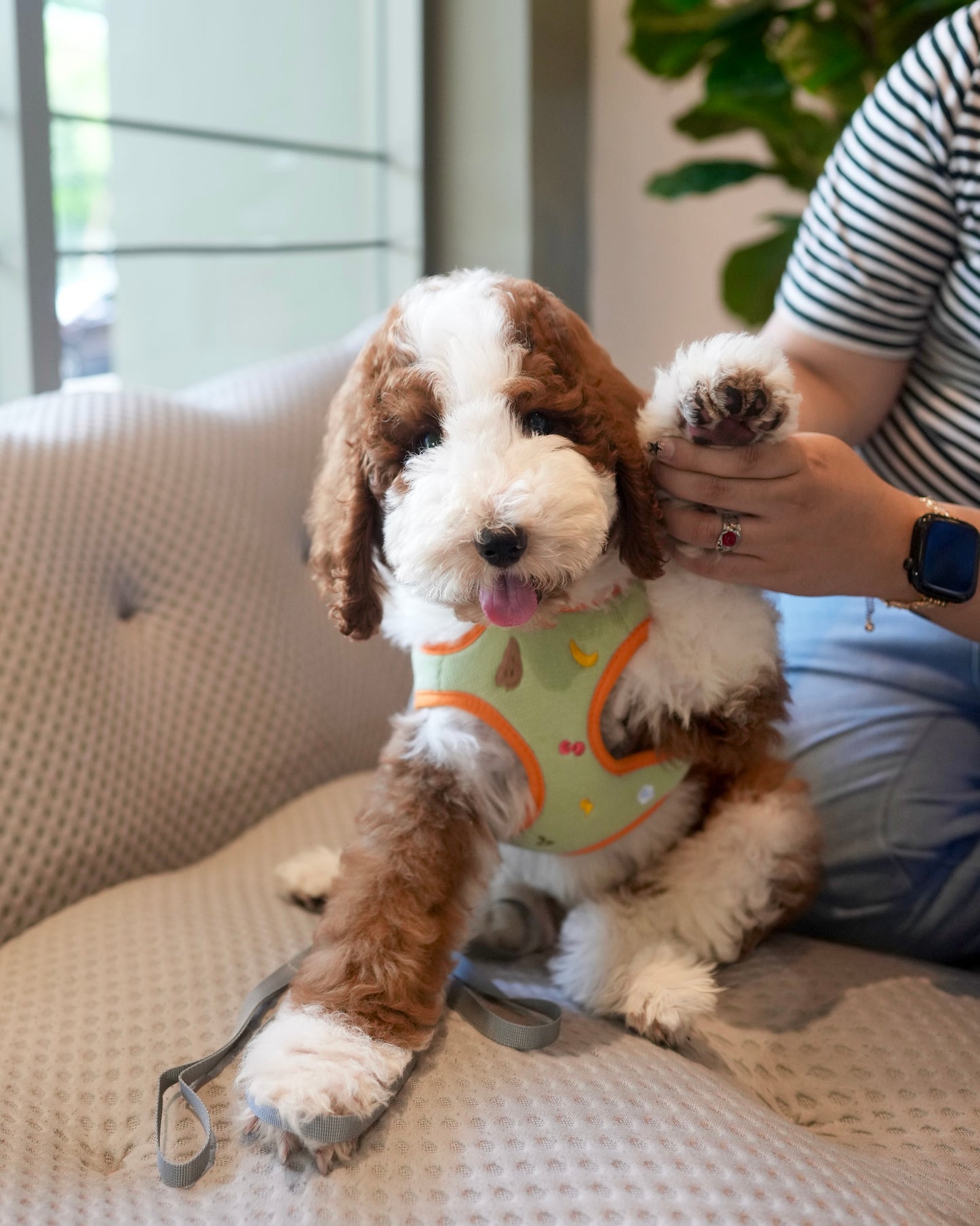 Milo - Giant Poodle (Brown & White)