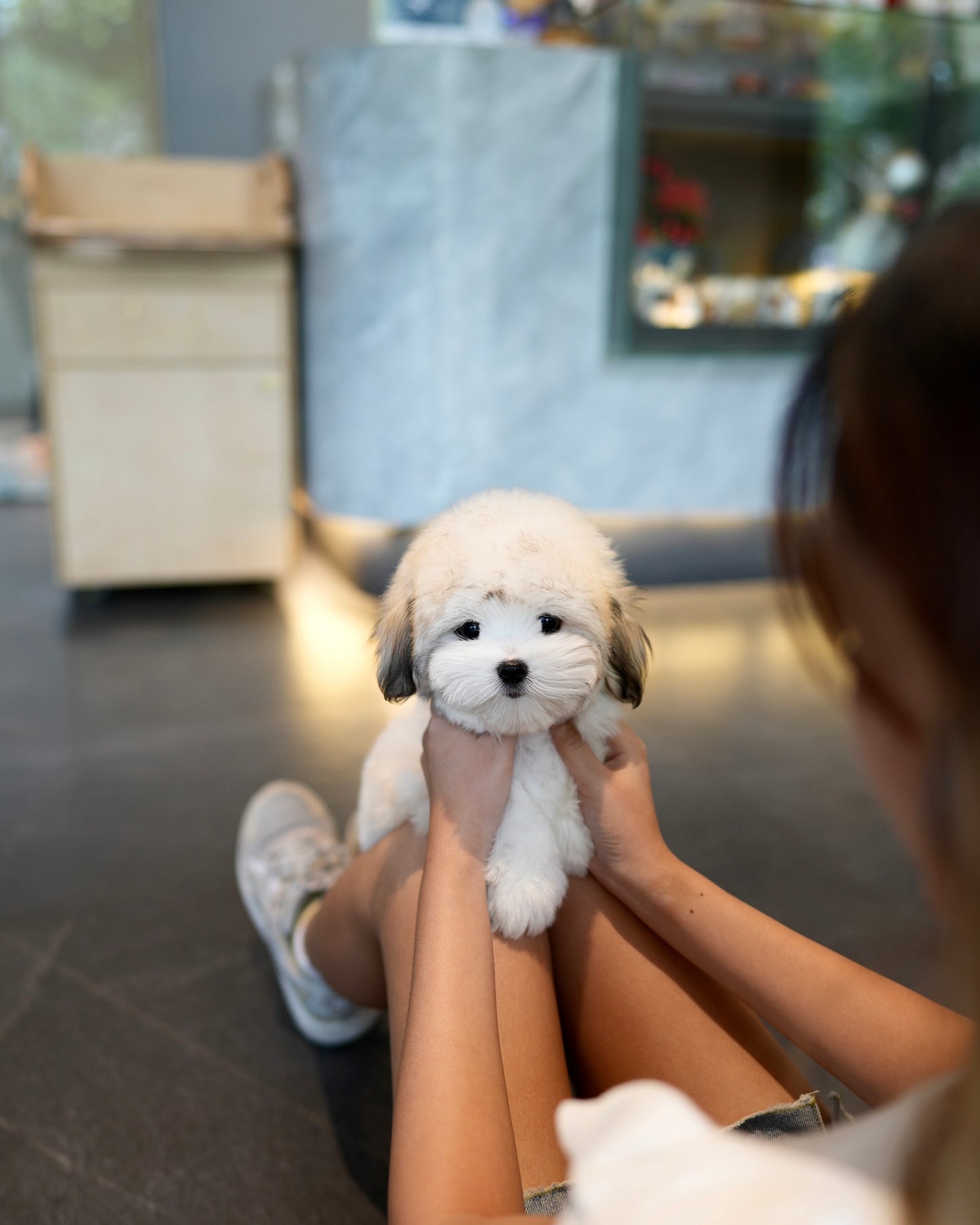 Keanu - Coton de Tulear (Parti)