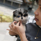 Riz - Mini Pomsky (Blue Merle)