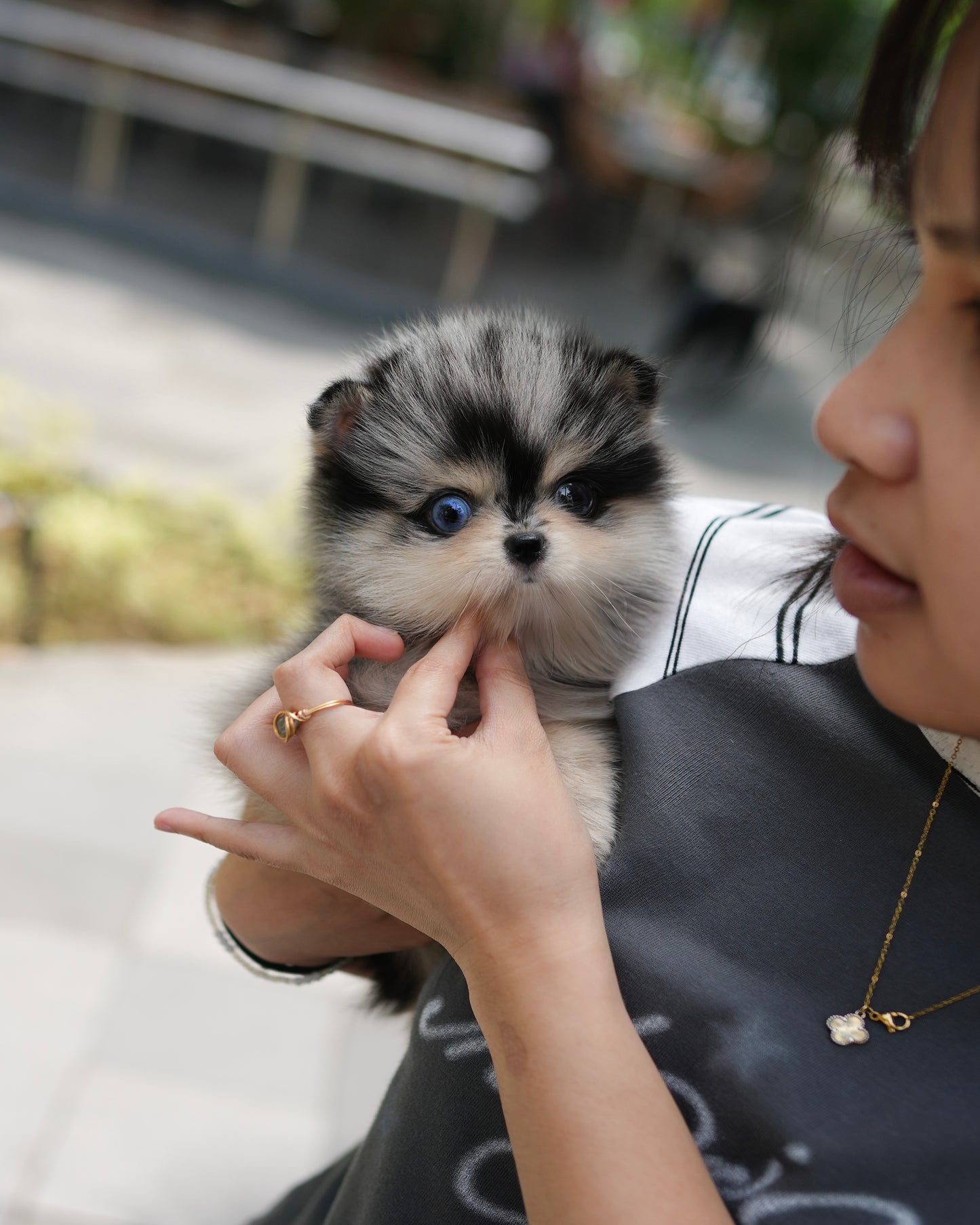 Riz - Mini Pomsky (Blue Merle)