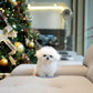 Olyn - Mini Bichon (White)