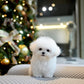 Olyn - Mini Bichon (White)