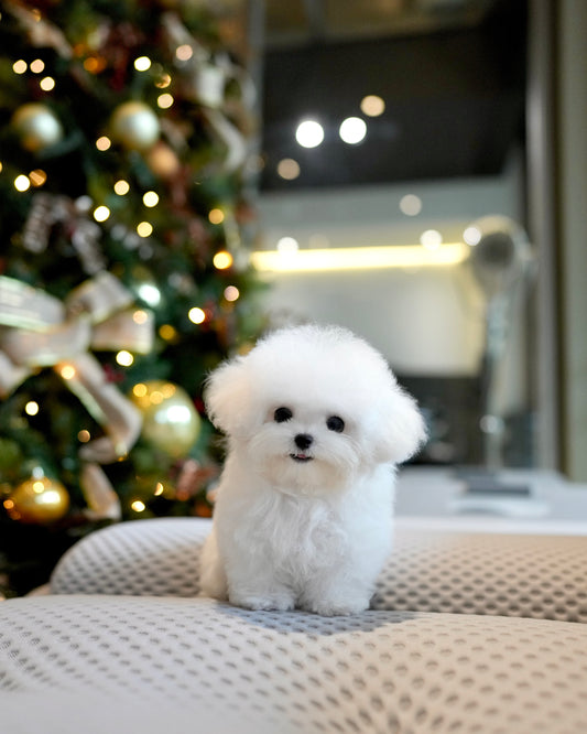 Olyn - Mini Bichon (White)
