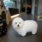 Huimang - Coton de Tulear (White)