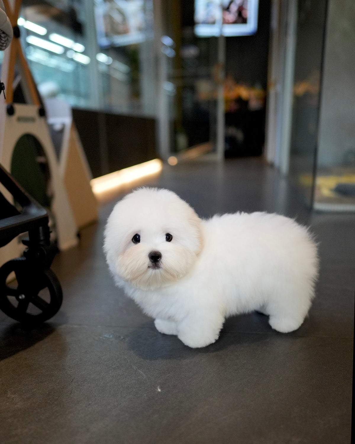 Huimang - Coton de Tulear (White)