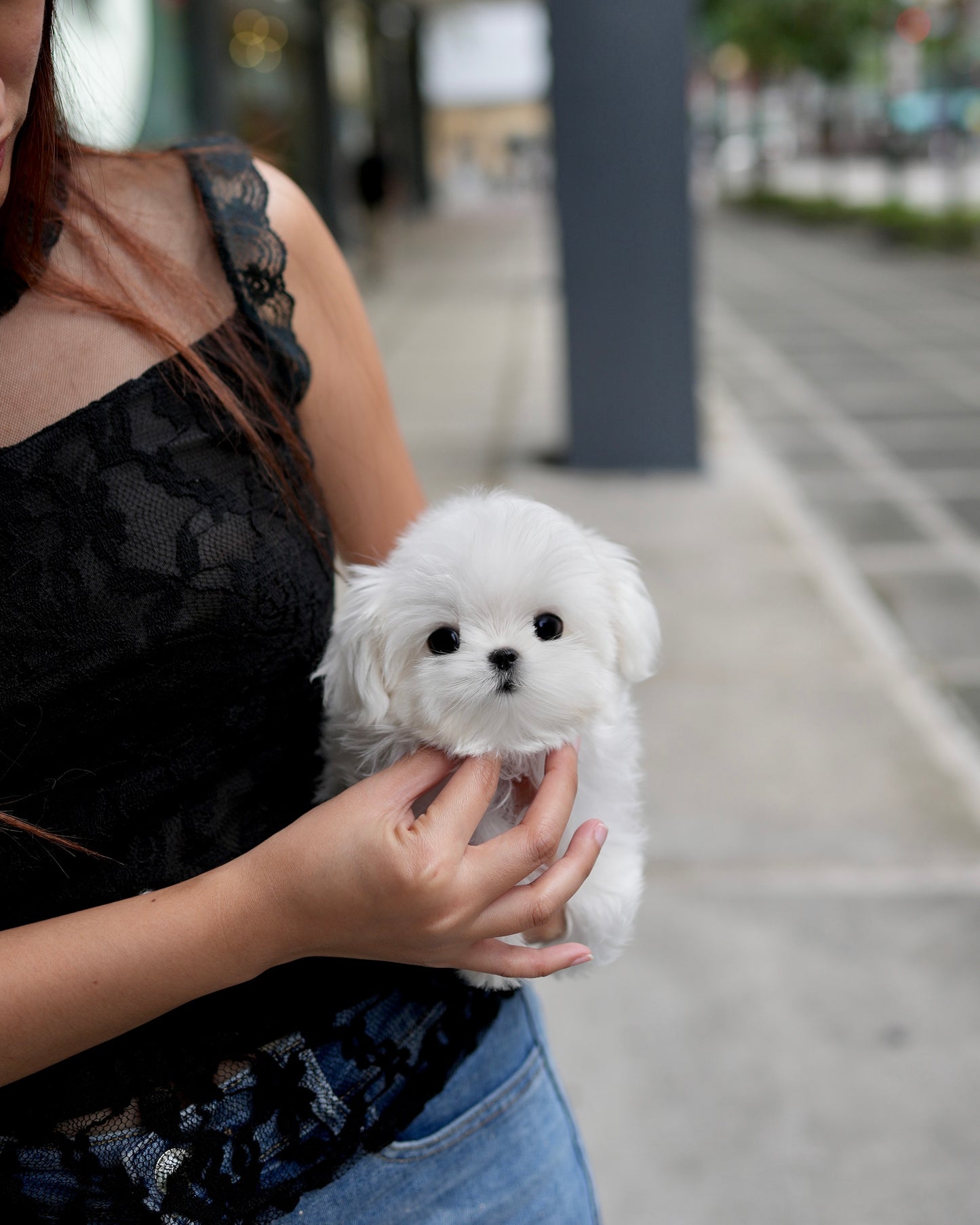 Poppy - Maltese (White)