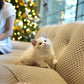 Aliah - Selkirk Munchkin (Silver & White)