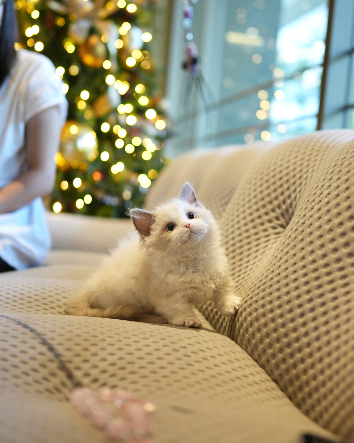 Aliah - Selkirk Munchkin (Silver & White)