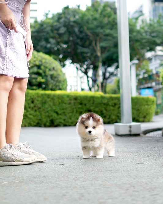Stevie - Mini Pomsky (Black & White)