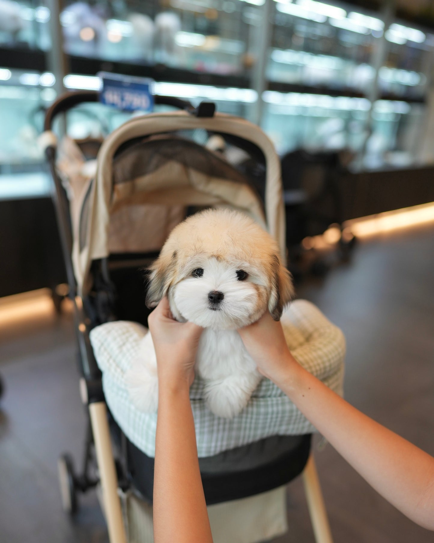 Keanu - Coton de Tulear (Parti)