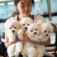 Ariana - Coton de Tulear (White)