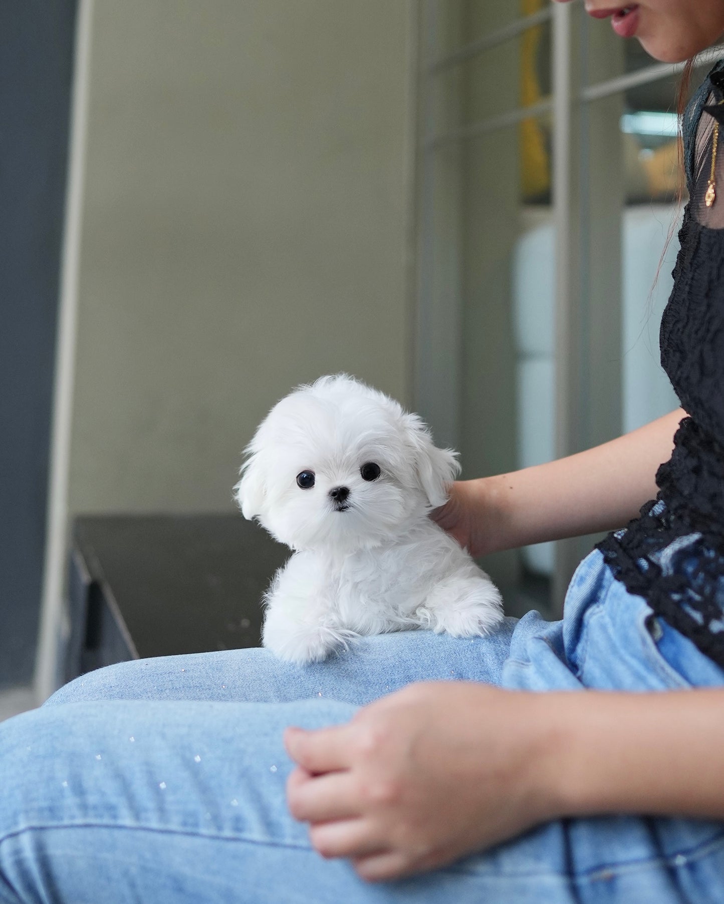 Poppy - Maltese (White)