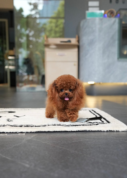 Charles - Full-grown Micro Poodle (Red)