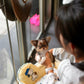 Marco - Teacup Chihuahua (Choco Merle)
